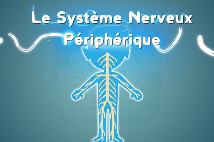 découvrez le esystème nerveux périphérique grâce à une courte vidéo de vulgarisation