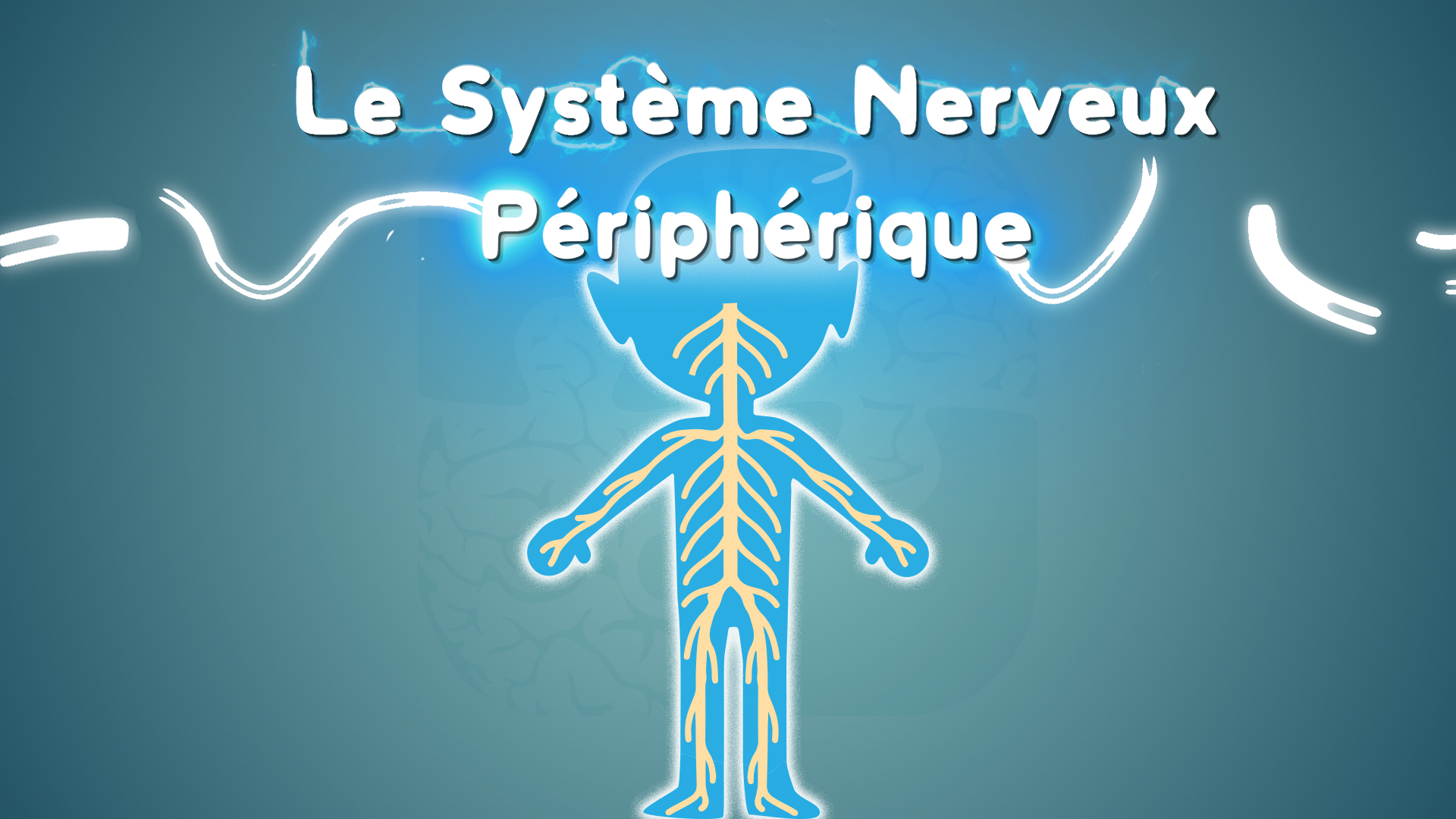 Neurolexique #3 – Le Système Nerveux Périphérique