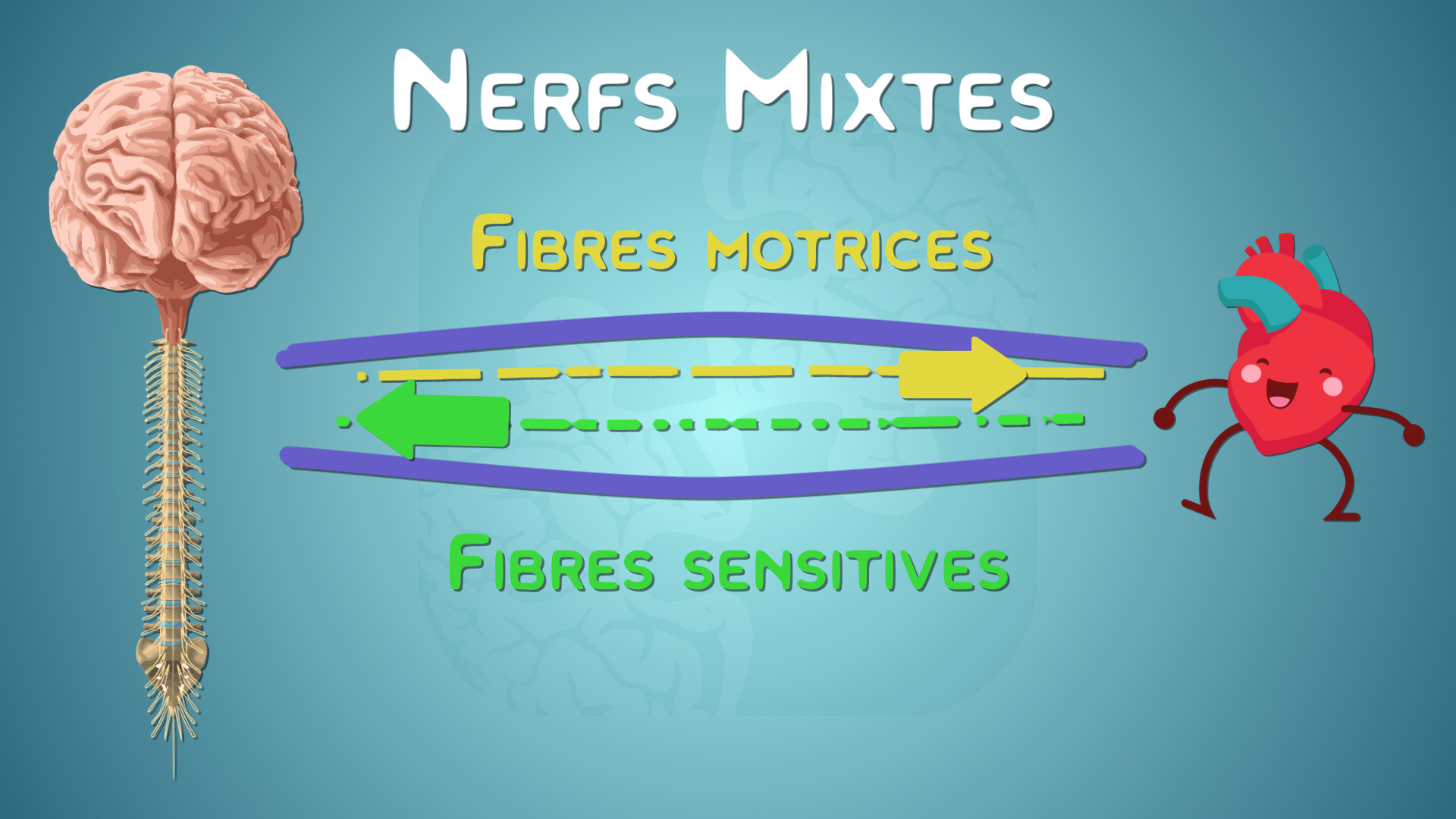 Dans le système nerveux périphérique, la plupart des nerfs sont mixtes