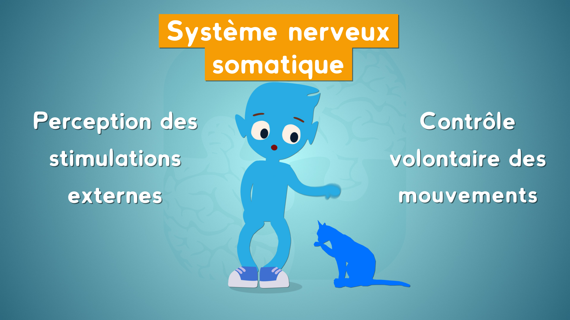 Le système nerveux somatique permet le contrôle volontaire des mouvements
