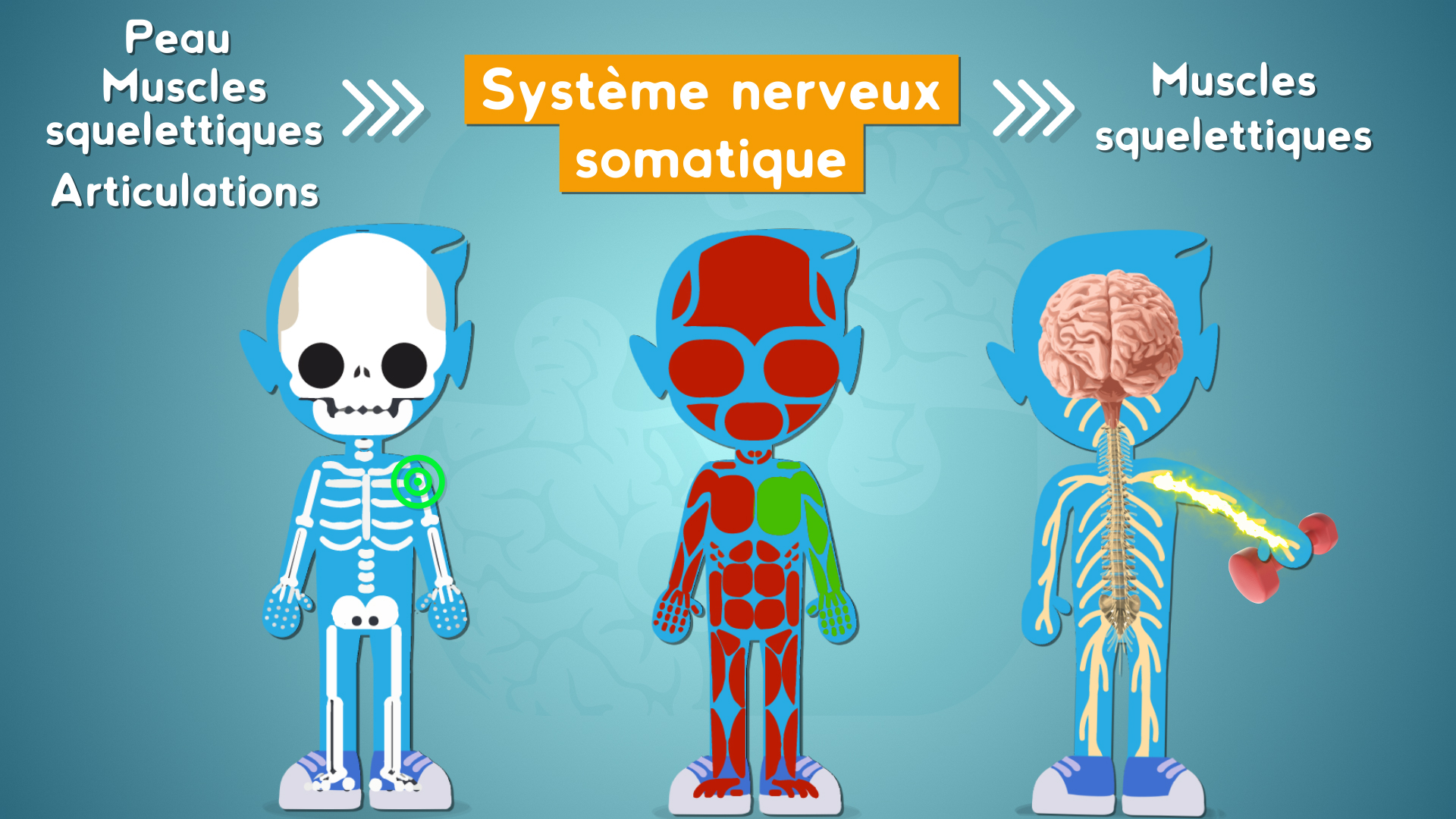 système nerveux périphérique