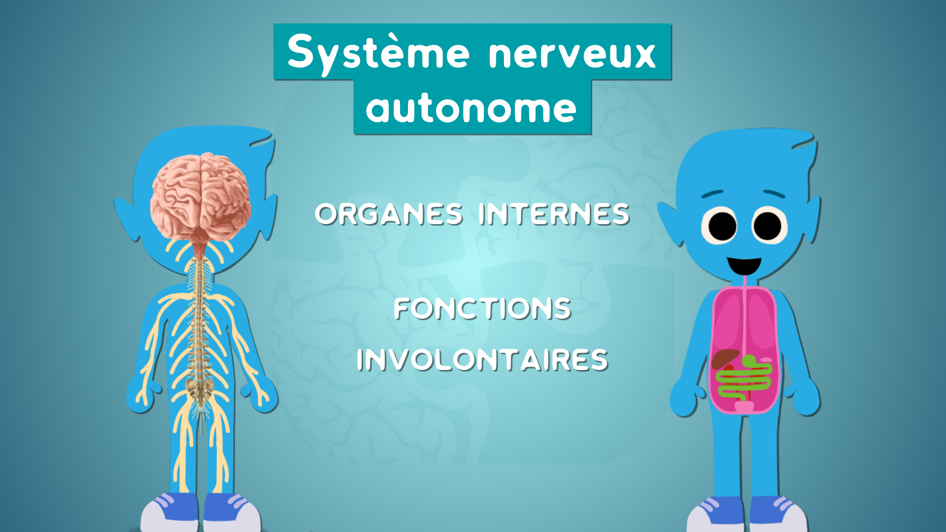 système nerveux périphérique