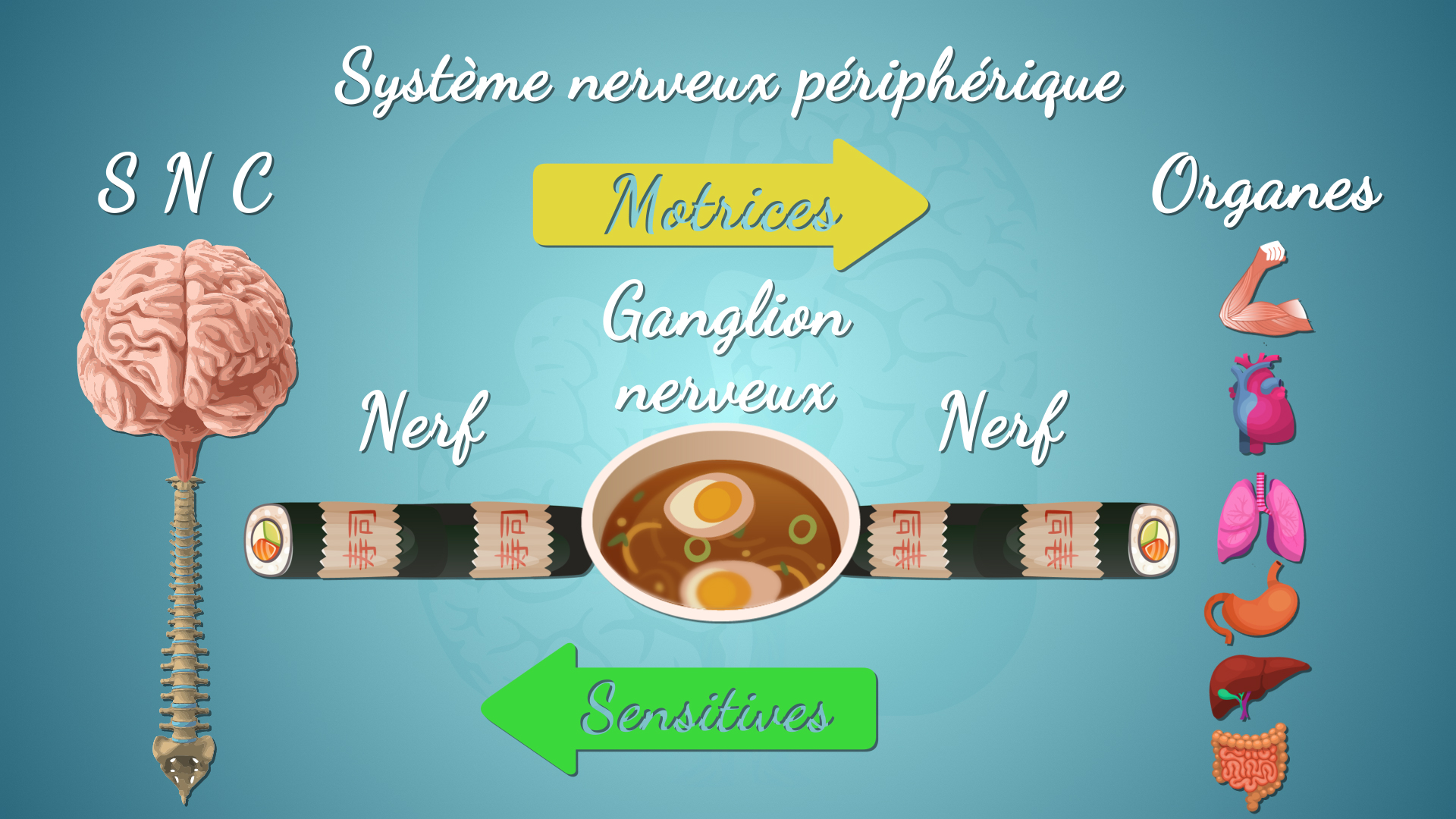 Le système nerveux périphérique en résumé
