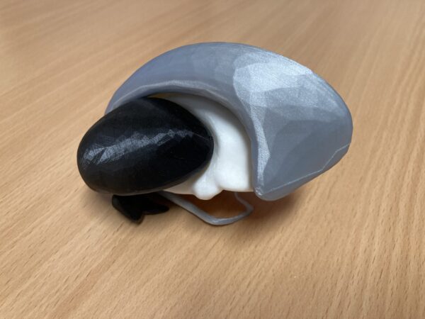 Noyaux Gris Centraux - 3D – Image 5