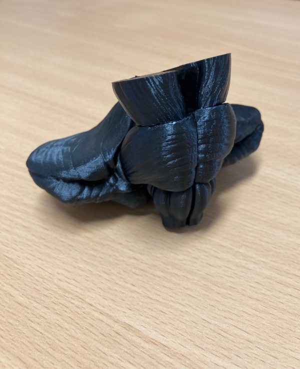 Tronc cérébral avec Cervelet - 3D
